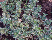 Бересклет Форчуна  (укорененные саженцы )