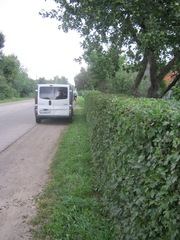 Боярышник обыкновенный (глод) , или колючий