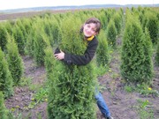 Продажа туя западная 'Смарагд' Smaragd