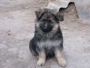 Немецкая овчарка,  щенки