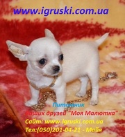 Щенки Чихуахуа шоу-класса
