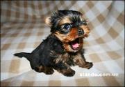 Продаются щенки Йоркширского терьера