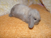 Декоративные кролики, клетки для кроликов