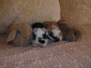 Декоративные кролики, клетки для кроликов