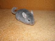 Шиншиллы, клетки для шиншилл