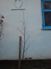 Продажа скидки дешевоГраб обыкновенный (грабинник) саженец