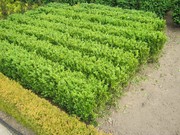 Продажа. Блоки готовой жывой стриженной изгороди из самшита от 4