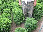 Продажа. Самшыт вечнозеленый