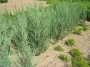 Можжевельник скальный 'Скайрокет'