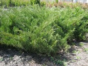 Можжевельник казацкий