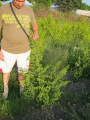 Можжевельник обыкновенный 'Мейер'