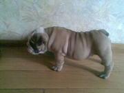 Продам щенка английского бульдога