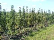 Сажанцы фруктовых и декоративных расиений