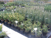 декоративные вечнозеленые растения