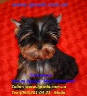 Элитные щеночки йоркширского терьера