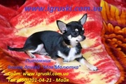 Элитные щенки Чихуахуа