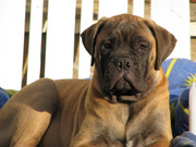 щенок бульмастифа 3 месяца