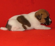 Джек рассел-Гламурные,  гладкие ,  коротколапые щенки для выставок!
