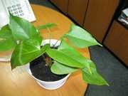 Продам ЗДОРОВЫЕ и КРАСИВЫЕ комнатные цветы