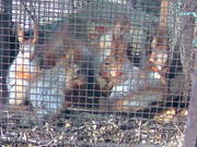 Продам белку. Возможна доставка по Украине.