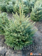 Новогодняя Сосна оптом