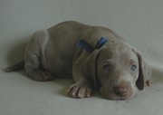 Веймарская легавая - щенки POLAND !!!