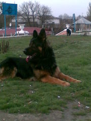 немецкая овчарка, щенки