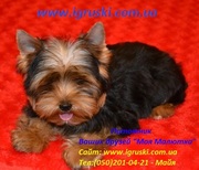 Элитные щеночки йоркширского терьера (беби-фейс)