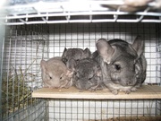 Продам шиншилок разных окрасов.