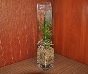 флорариумы