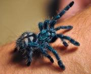 Пауки-птицееды