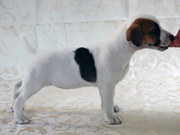  джек рассел терьера,  шоу класса.Помощь с доставкой