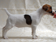 Питомник Jackpot - предлагает щенок джек рассел терьера