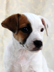 Питомник Jackpot - предлагает суку джек рассел терьера