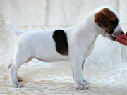 Питомник Jackpot - предлагает суку джек рассел терьера.Шоу класса.Киев