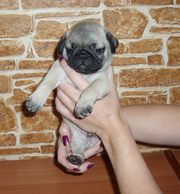 Мопсики - толстопопики)