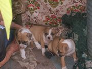 Американський стафорд ширський терєр