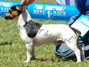 Элитный щенок джек рассел терьера,  шоу класса.Помощь с доставкой