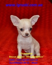 Элитные Щенки Чихуахуа  мини и стандарт