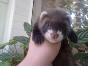 Продам Щенков Хорька Фретки - домашние