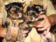 Щенки Йоркширского терьера от чистокровных произво дителей