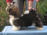 Продам перспективный мальчик щенок  ши-тцу