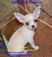 Щенки Чихуахуа  мини и стандарт