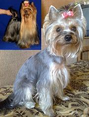 продажа йорков