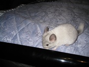 Продам шиншилку - белый мозайка (мальчик)