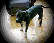 ДРЕССЕРОВКА СОБАК В ЛЮБОМ РАЙОНЕ ГОРОДА И ПРИГОРОДА!!!