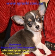 Элитные щенки Чихуахуа шоу-класса
