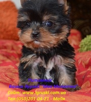Элитные щеночки йоркширского терьера-шоу-класса!КСУ