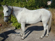 продам лошадь одесса