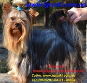 Щенки йоркширского терьера (экстра-мини,  мини и стандарт) Шоу-класса!